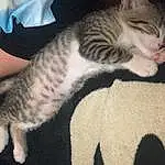 Cat, Carnivore, Felidae, Comfort, Small To Medium-sized Cats, Whiskers, Snout, Tail, Sky, Furry friends, Domestic Short-haired Cat, Paw, Lap, Claw, Nap, Cloud, Nail, Sleep