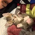 Cat, Felidae, Carnivore, Ear, Textile, Small To Medium-sized Cats, Whiskers, Eyelash, Fawn, Comfort, Tail, Paw, Lap, Furry friends, Nail, Domestic Short-haired Cat, Tree, Claw, Selfie, Pattern