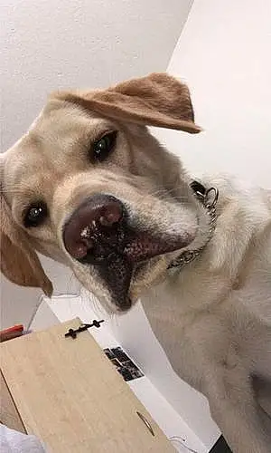 Name Labrador Retriever Dog Cody