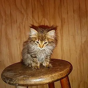 Maine Coon Cat Gizmo