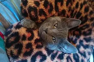 Name American Shorthair Cat Bubby