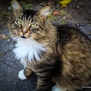 Name Maine Coon Cat Cutie