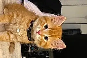 Name Tabby Cat Ahsoka