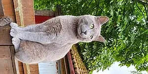 Name Russian Blue Cat Coby