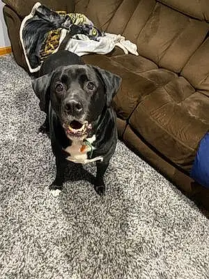 Name Labrador Retriever Dog Dodger