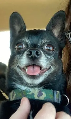 Chihuahua Dog Toby