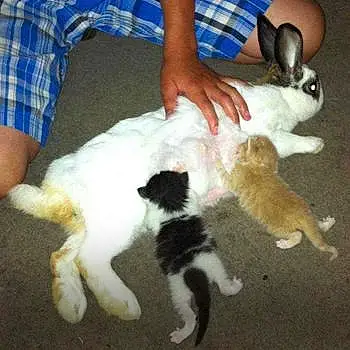 Kittens And Rabbit
