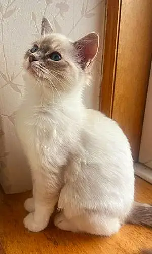 Name Ragdoll Cat Dora