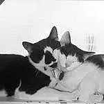 Cat, Black, White, Black and white, Whiskers, Kitten, Monochrome, Black & White