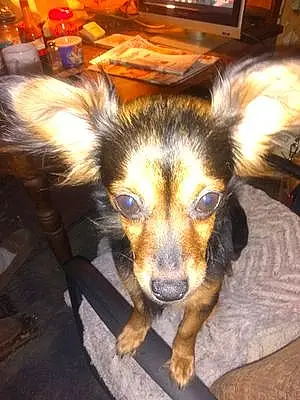 Name Chihuahua Dog Butterbean