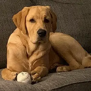 Name Labrador Retriever Dog Bash