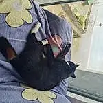 Felidae, Cat, Ear, Carnivore, Gesture, Small To Medium-sized Cats, Comfort, Fawn, Bombay, Dog breed, Companion dog, Whiskers, Plant, Snout, Window, Tail, Domestic Short-haired Cat, Furry friends, Black cats, Sitting