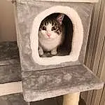 Cat, Furniture, Window, Felidae, Carnivore, Wood, Stairs, Small To Medium-sized Cats, Grey, Plant, Fawn, Whiskers, Pet Supply, Tree, Chair, Hardwood, Shelf, Rectangle, Tail