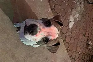 Pit Bull Terrier Dog Rocky