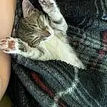 Hand, Cat, Comfort, Textile, Carnivore, Gesture, Grey, Felidae, Fawn, Whiskers, Small To Medium-sized Cats, Lap, Nail, Foot, Snout, Tail, Human Leg, Thigh, Furry friends, Paw