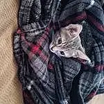 Cat, Felidae, Carnivore, Tartan, Small To Medium-sized Cats, Textile, Sleeve, Grey, Whiskers, Collar, Fawn, Plaid, Leather Jacket, Fur Clothing, Pattern, Street Fashion, Linens, Dress Shirt, Button, Denim