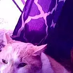 Cat, Purple, Carnivore, Violet, Whiskers, Felidae, Small To Medium-sized Cats, Comfort, Tail, Domestic Short-haired Cat, Electric Blue, Magenta, Furry friends, Room, Square, Cloud, Pattern, Linens