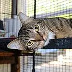 Cat, Whiskers, Fauna, Tabby cat, Animal Shelter, European Shorthair, Domestic short-haired cat, American Shorthair, Bengal