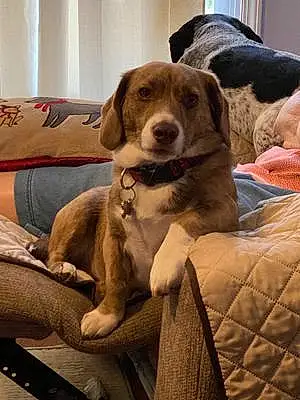 Name Beagle Dog Beauregard