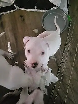 Name American Staffordshire Terrier Dog Ghost