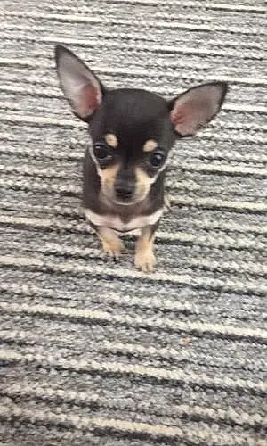 Name Chihuahua Dog Freddie