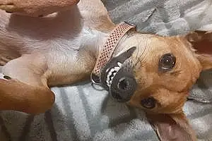 Name Chihuahua Dog Goldie