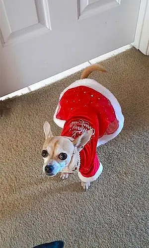 Name Chihuahua Dog Coco