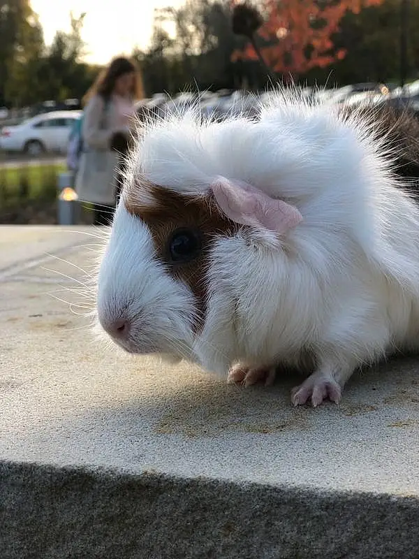 Fauna, Guinea Pig, Whiskers, Furry friends, Snout, Rodent