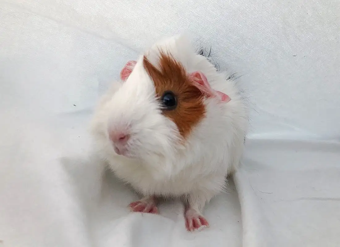 Guinea Pig, Rodent, Whiskers, Mouse, Snout, Hamster