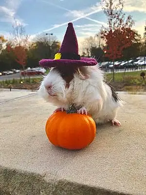 Halloween Guinea Pig Lola