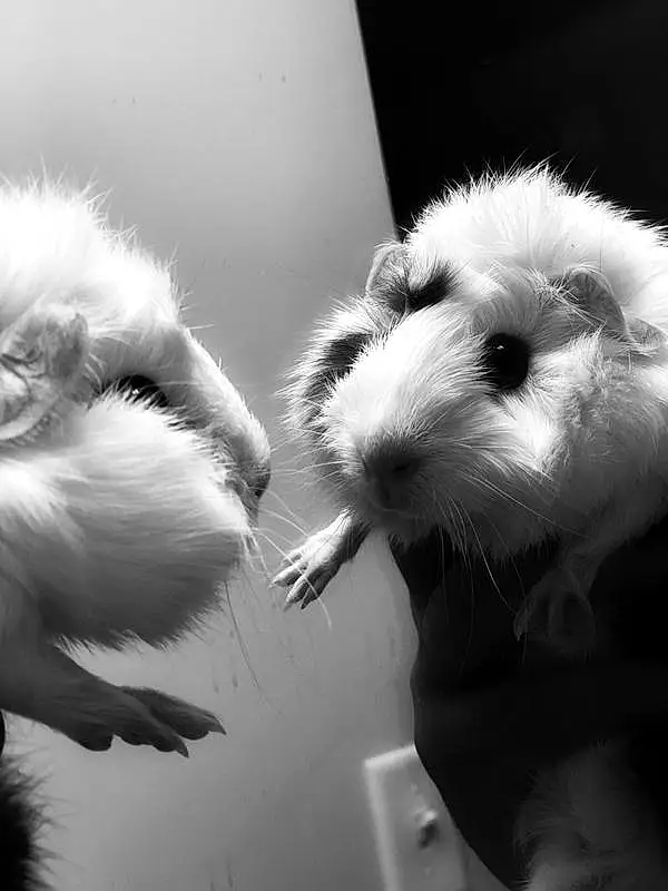 White, Black, Black and white, Black & White, Nose, Whiskers, Snout, Furry friends, Eyes, Monochrome, Muroidea, Hamster, Rat, Paw, Rodent, Gerbil, Guinea Pig