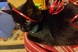 Name Bombay Cat Elvira