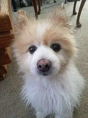 Name Pomeranian Dog Corey