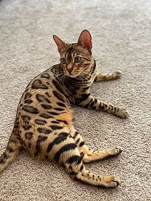 Name Bengal Cat Amara