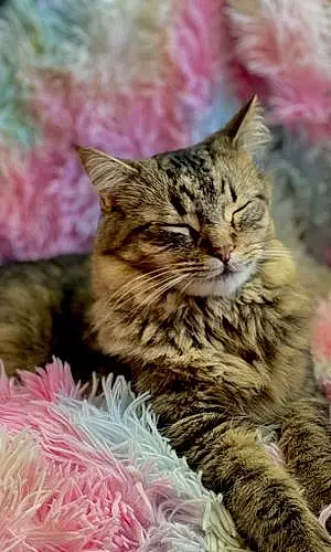Name Oriental Longhair Cat Atreyu