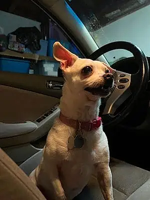 Name Chihuahua Dog Bonita