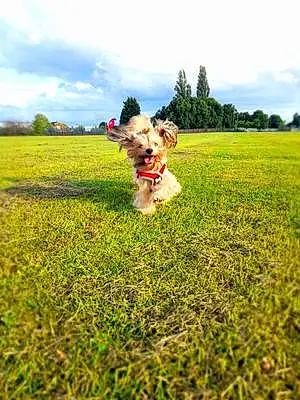 Name Yorkshire Terrier Dog Brody
