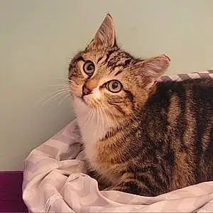 Name American Shorthair Cat Beauregard