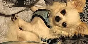 Name Chihuahua Dog Akela