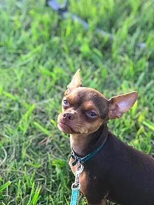 Chihuahua Dog Max