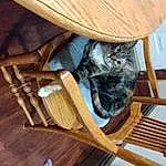 Cat, Wood, Hat, Carnivore, Felidae, Small To Medium-sized Cats, Hardwood, Comfort, Wood Stain, Sun Hat, Whiskers, Chair, Cat Supply, Wood Flooring, Furry friends, Tail, Varnish, Wicker, Plywood